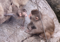 旭山動物園にて_ニホンザル