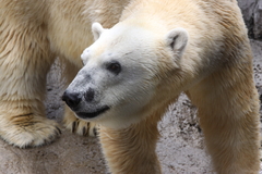 旭山動物園にて_ ホッキョクグマ