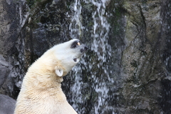 旭山動物園_ホッキョクグマ