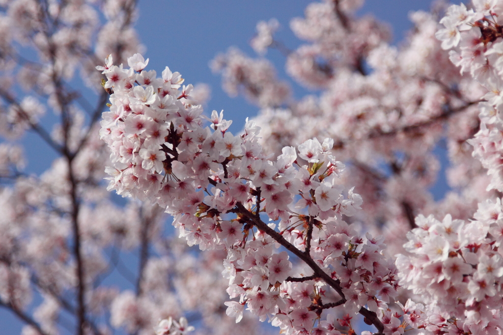 桜