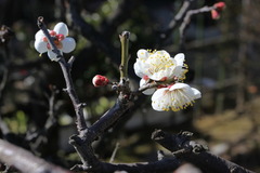 梅の花