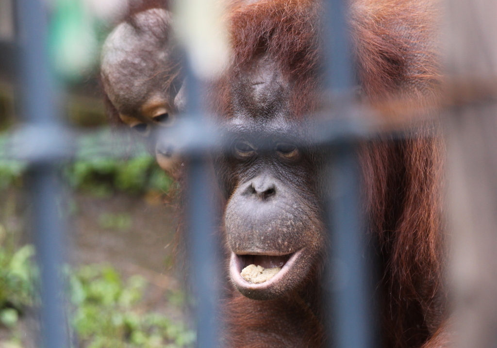 旭山動物園にて_オランウータン