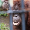 旭山動物園にて_オランウータン