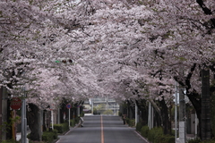 桜トンネル