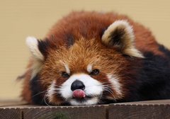 旭山動物園にて_レッサーパンダ