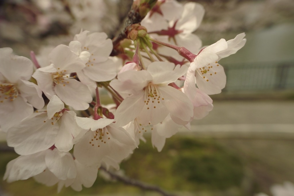 桜１