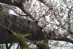 桜７