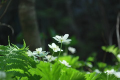 風の花