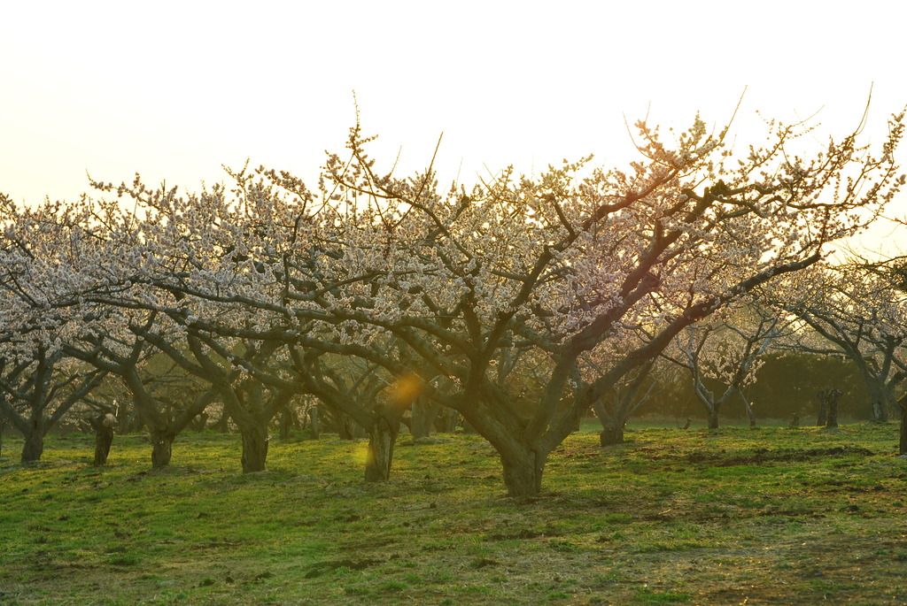 りんご畑の朝