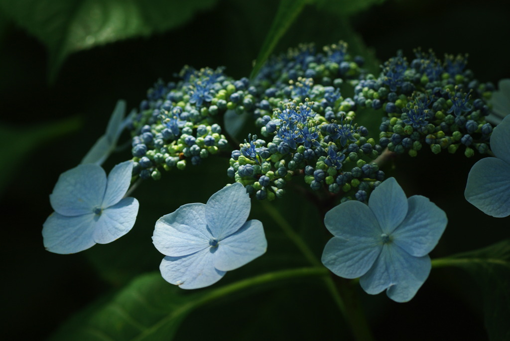 雨待ち紫陽花