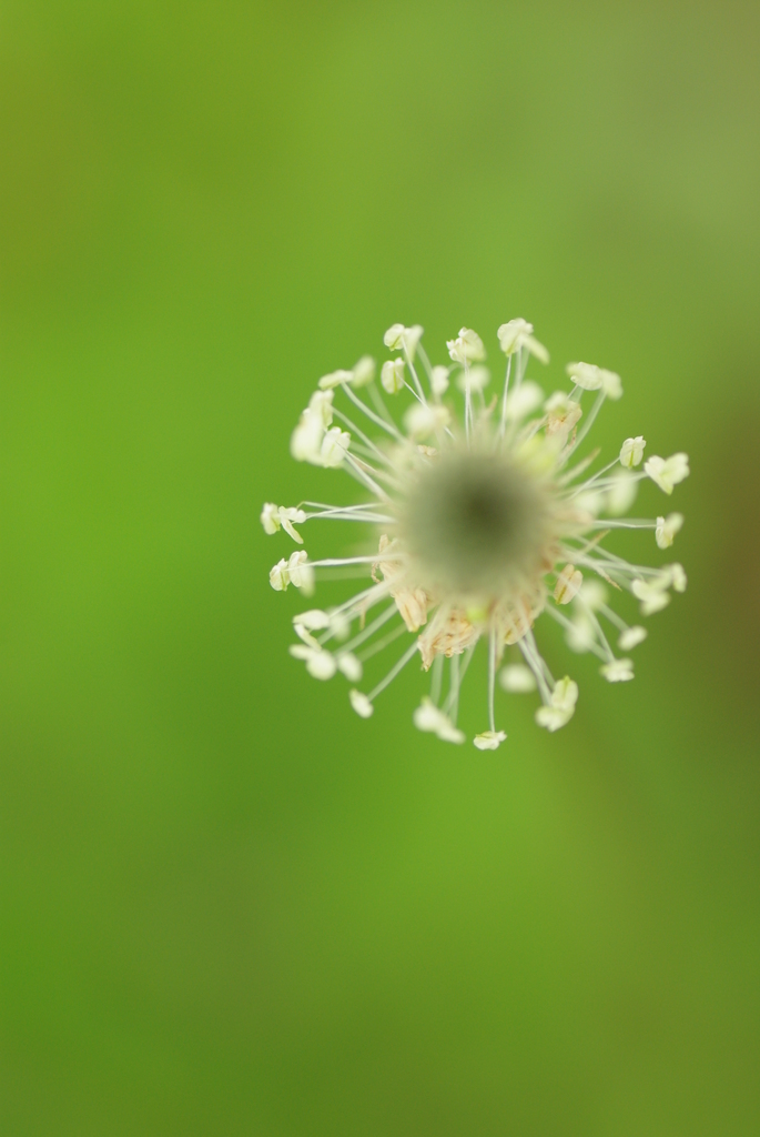 花壇の花火