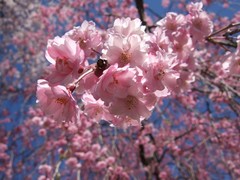 2006_0423榴ヶ岡公園の桜0015