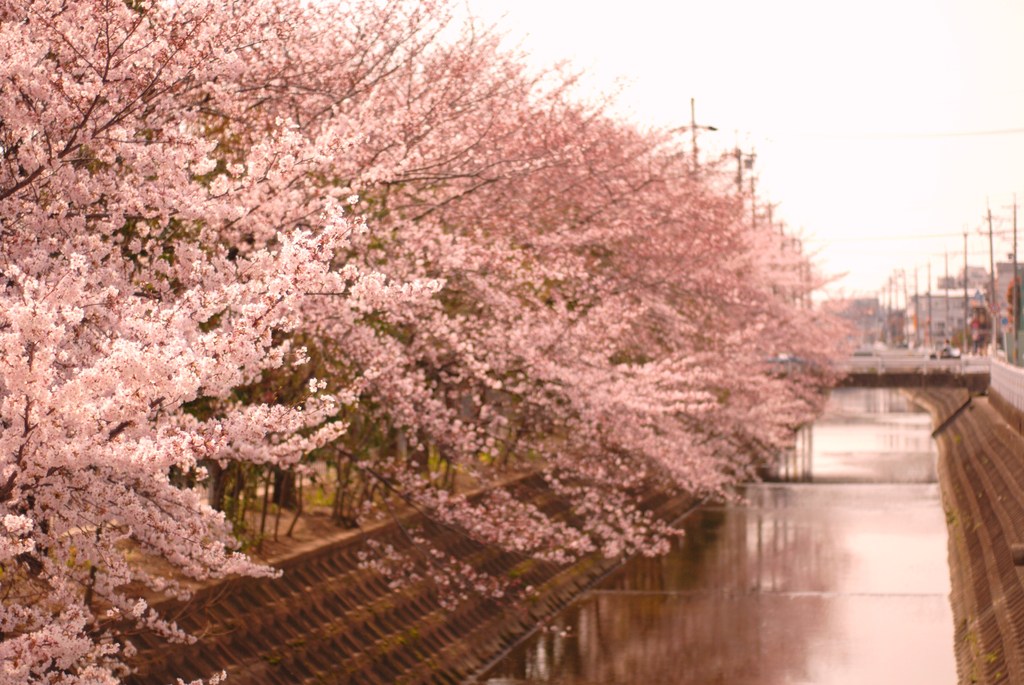 SAKURA