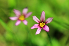 妖しく咲く花