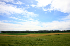 麦畑を吹き過ぎる風