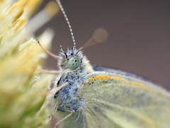 blue eye