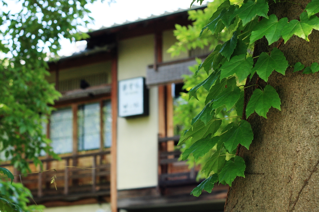 初夏の木蔭より