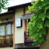 初夏の木蔭より