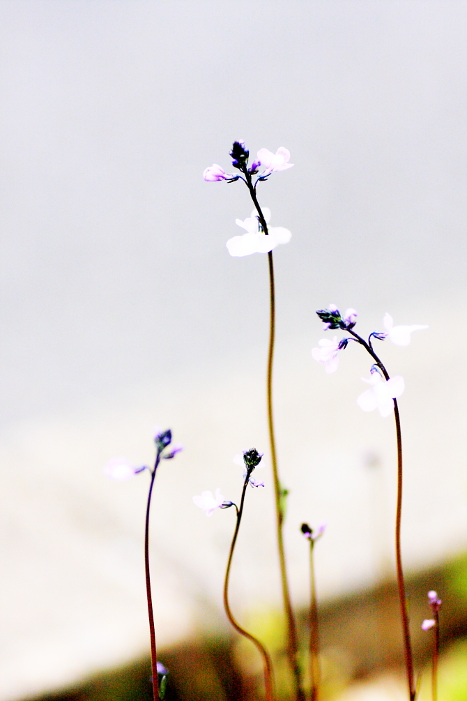 ゆめの花