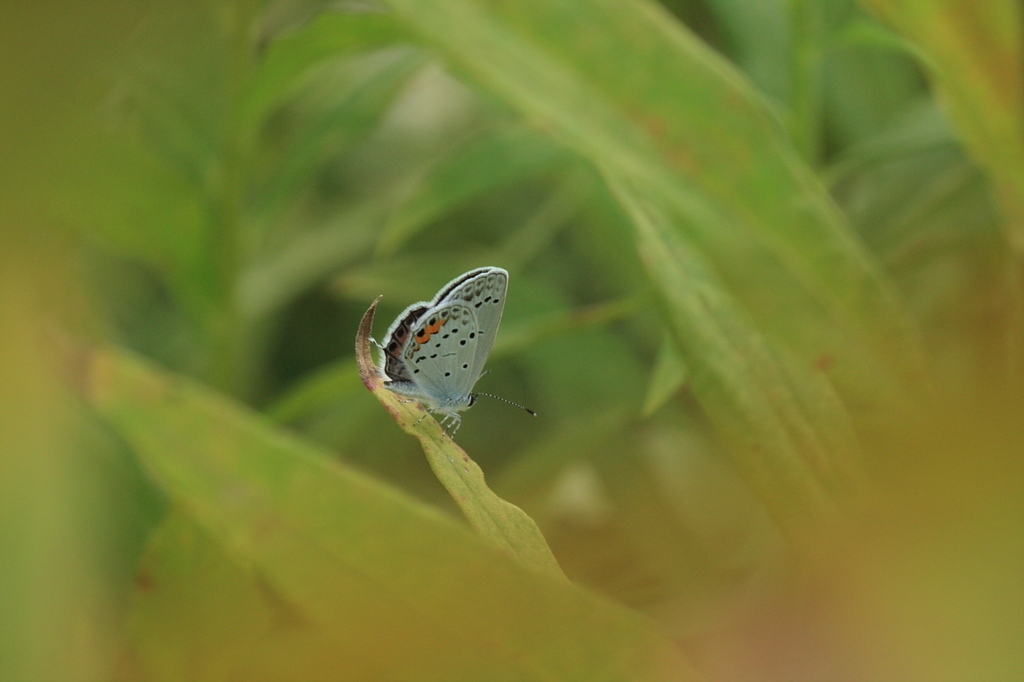 叢の奥の奥には