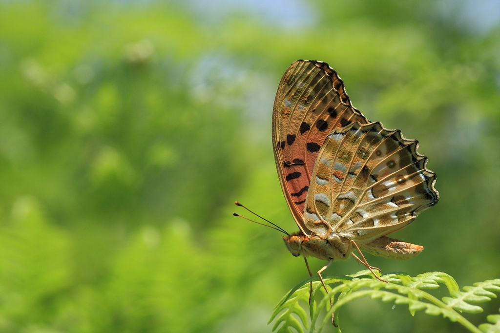 気高くはばたく