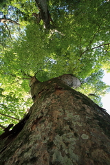 木陰　つつまれて