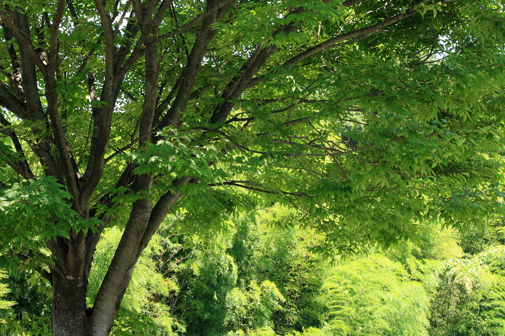 光をさえぎるものたち