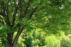 光をさえぎるものたち