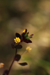 日陰の花