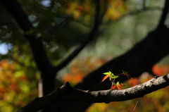 小紅葉