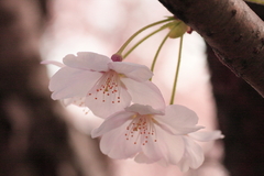 寄り添って咲く