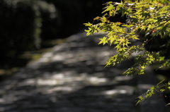 木陰の路