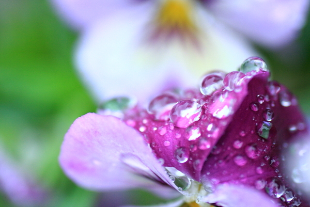 雨つぶのこどもたち