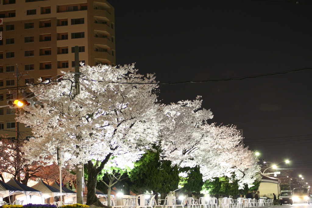 夜桜