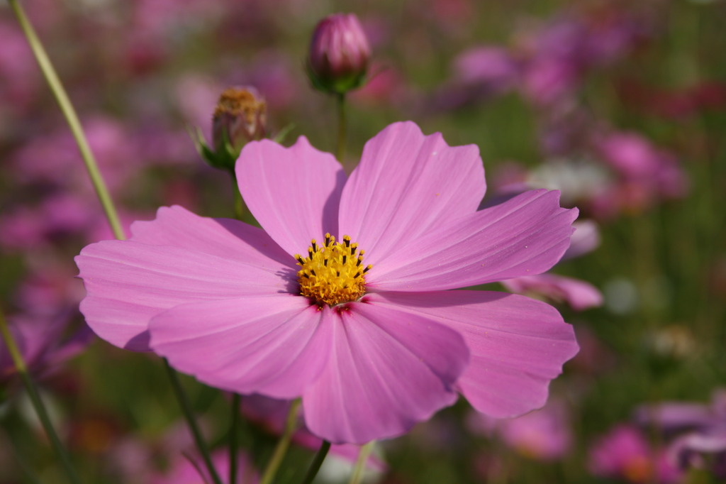 秋桜