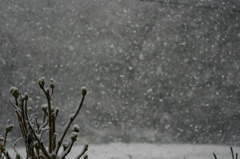 ３月の雪