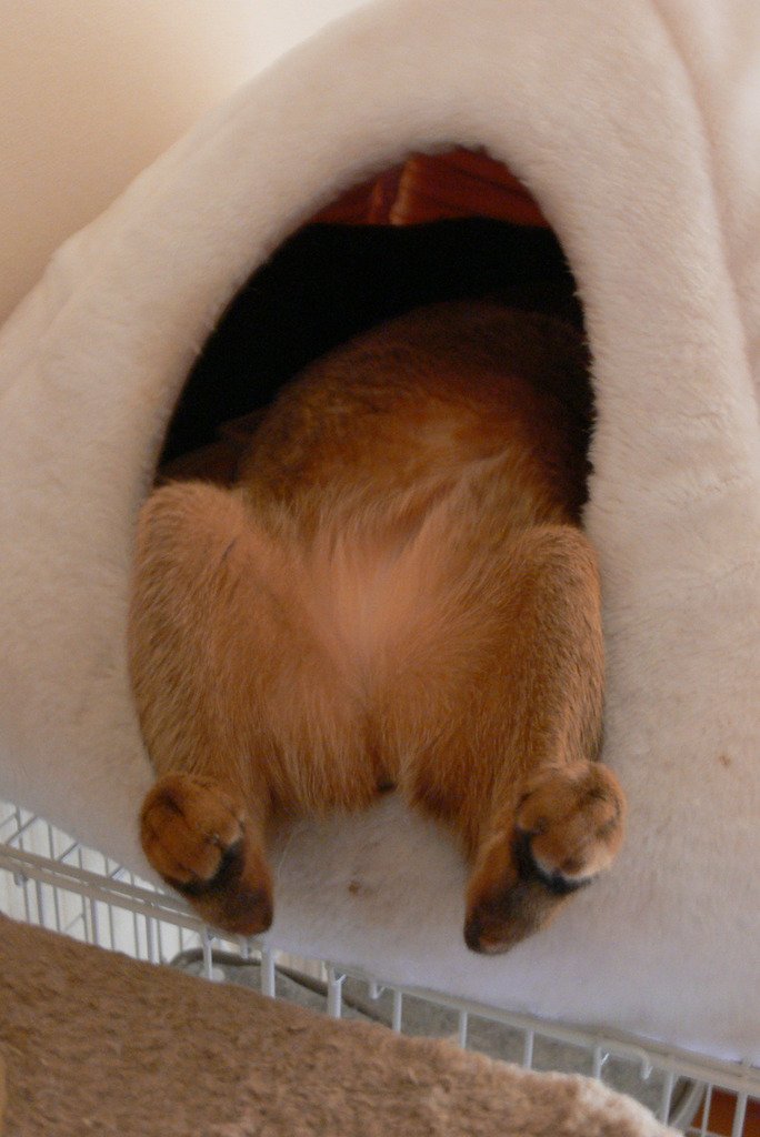 これが猫というものらしい