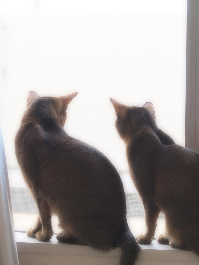落ちたね。うん落ちた。
