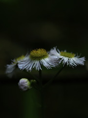 花は舞う