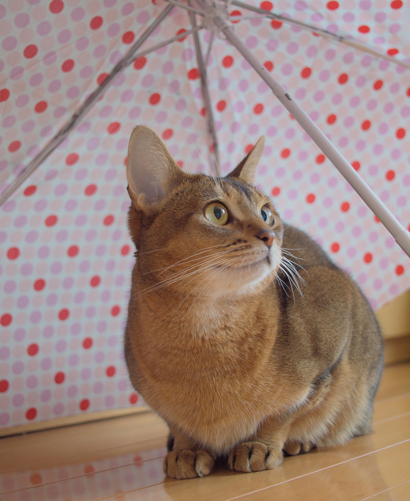 雨やむかな？