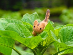 ここからヒマワリが咲くんだって♪