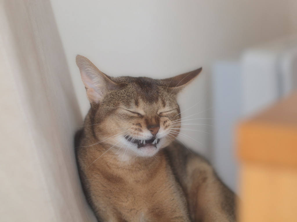 女はひそかに笑う