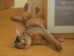 猫にも夏休みが必要だ