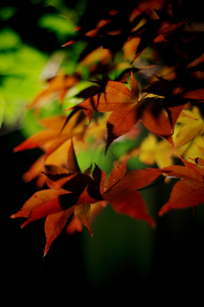 夜に溶ける紅葉