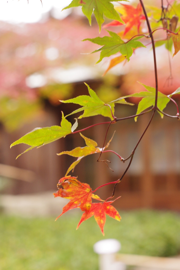 嵐山　宝厳院の紅葉