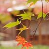 嵐山　宝厳院の紅葉