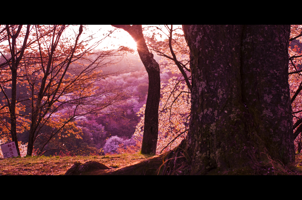 吉野山　朝の桜