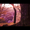 吉野山　朝の桜