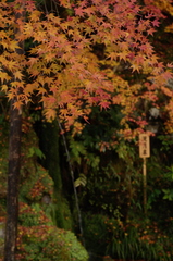 銀閣寺　洗月泉