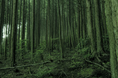 能勢の森